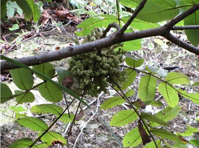 鹽膚木有毒嗎?鹽膚木可以吃嗎? 鹽膚木有毒嗎?鹽膚木可以吃嗎?