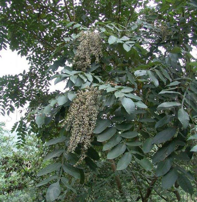 鹽膚木有毒嗎?鹽膚木可以吃嗎? 鹽膚木有毒嗎?鹽膚木可以吃嗎?