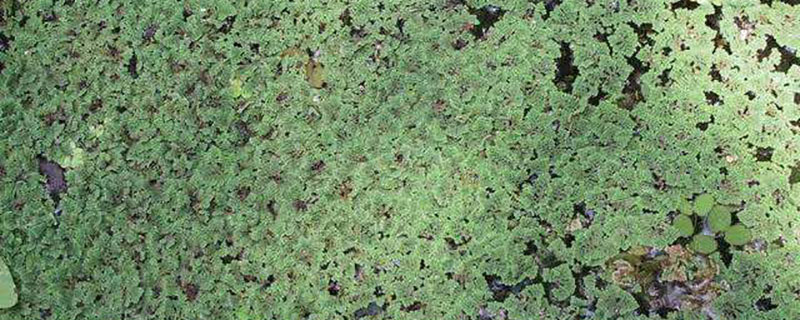 養(yǎng)豬種植什么牧草種子好 養(yǎng)豬種植什么牧草種子好