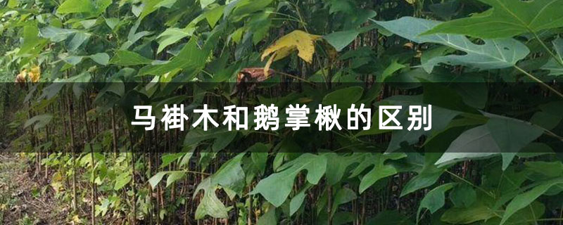 馬褂木和鵝掌楸的區別 馬褂木和鵝掌楸的區別