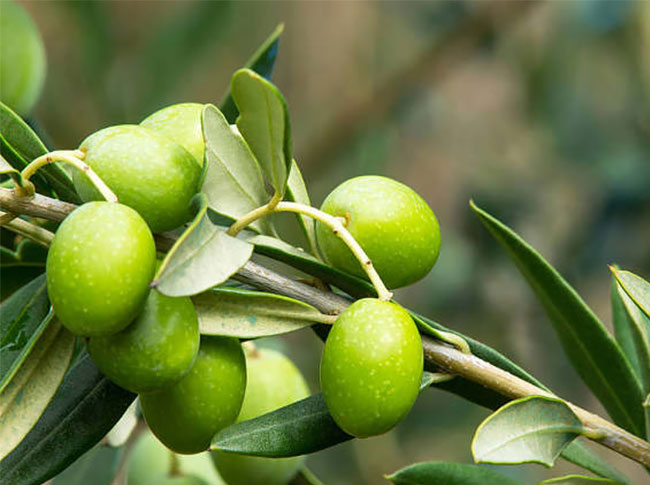 橄欖樹 橄欖樹