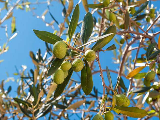 橄欖樹 橄欖樹