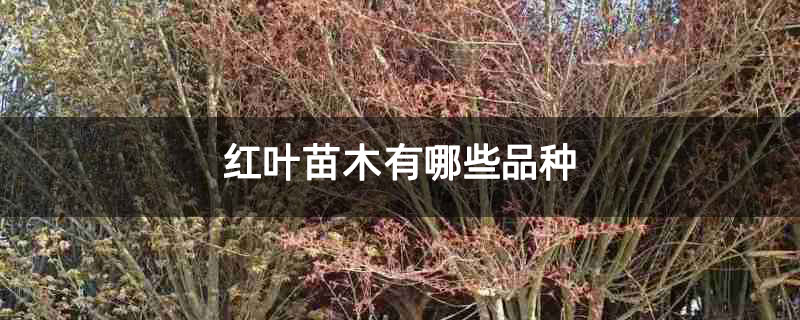紅葉苗木有哪些品種 紅葉苗木有哪些品種