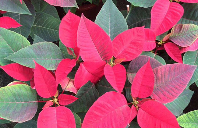 一品紅有毒嗎 一品紅有毒嗎