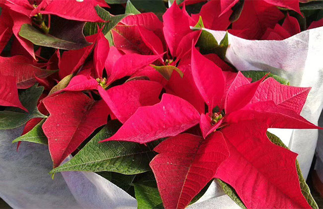 一品紅有毒嗎 一品紅有毒嗎