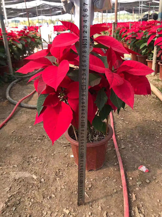 一品紅有毒嗎 一品紅有毒嗎