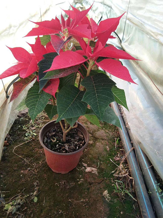 一品紅有毒嗎 一品紅有毒嗎