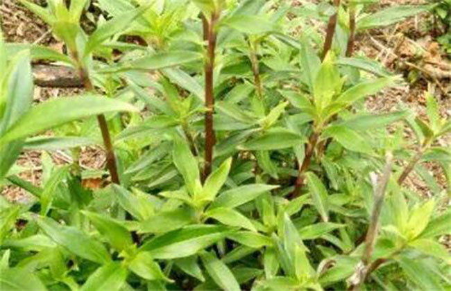 龍膽草畝產多少斤?高產龍膽草種植技術 龍膽草畝產多少斤?高產龍膽草種植技術