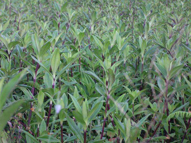 龍膽草畝產多少斤?高產龍膽草種植技術 龍膽草畝產多少斤?高產龍膽草種植技術