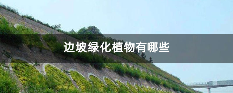 邊坡綠化植物有哪些 邊坡綠化植物有哪些