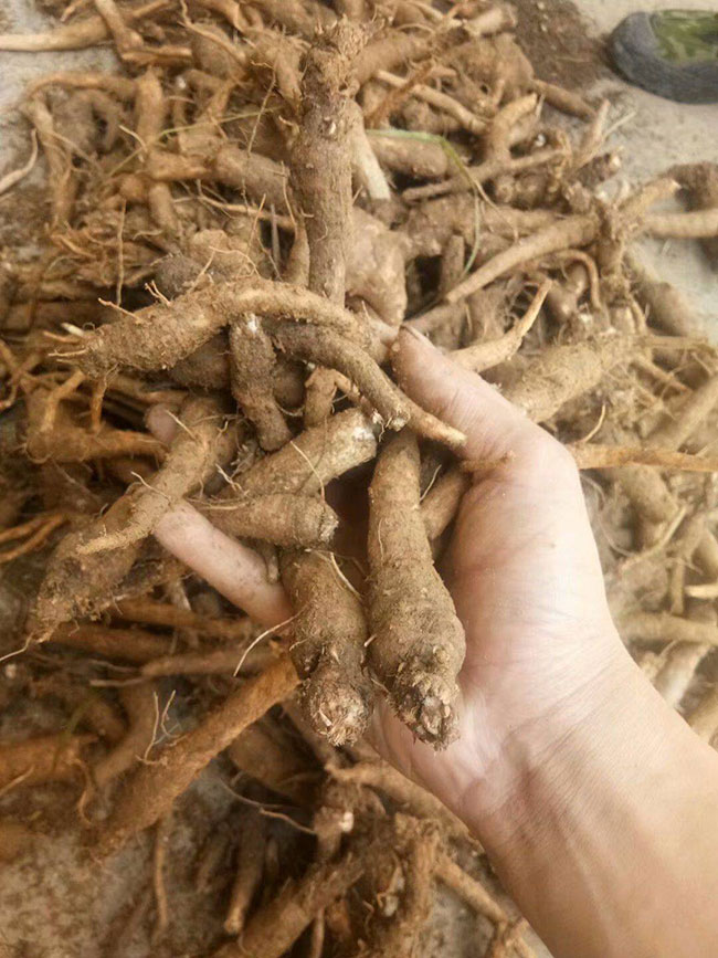 沙參多少錢一棵?2020年沙參價(jià)格最新行情預(yù)測(cè) 沙參多少錢一棵?2020年沙參價(jià)格最新行情預(yù)測(cè)