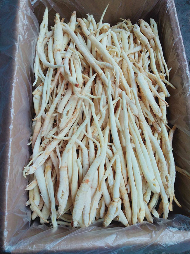 沙參多少錢一棵?2020年沙參價(jià)格最新行情預(yù)測(cè) 沙參多少錢一棵?2020年沙參價(jià)格最新行情預(yù)測(cè)