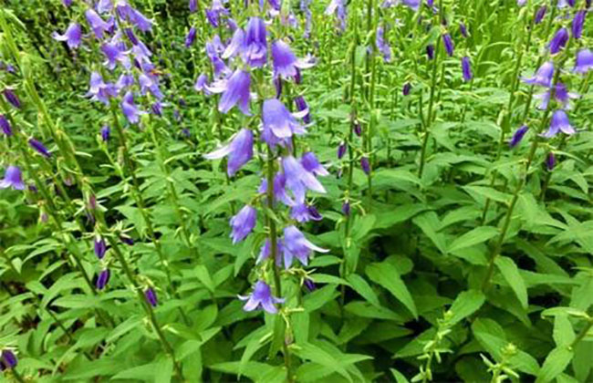 沙參多少錢一棵?2020年沙參價(jià)格最新行情預(yù)測(cè) 沙參多少錢一棵?2020年沙參價(jià)格最新行情預(yù)測(cè)