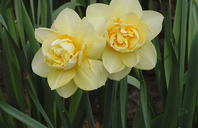 一、水仙花的花語是什么? 一、水仙花的花語是什么?