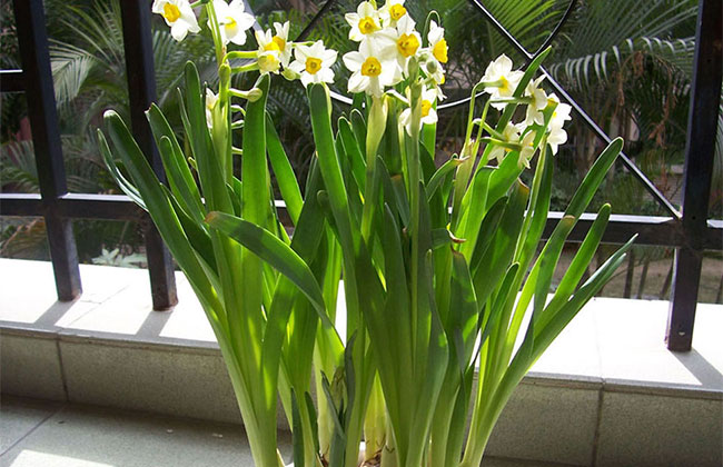 一、水仙花的花語是什么? 一、水仙花的花語是什么?