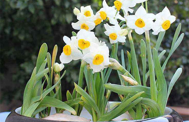 一、水仙花的花語是什么? 一、水仙花的花語是什么?