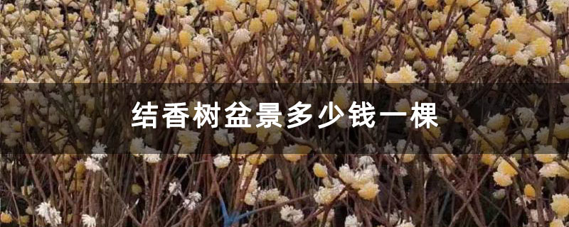 結香樹盆景多少錢一棵