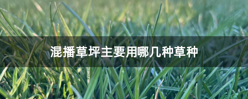 混播草坪主要用哪幾種草種