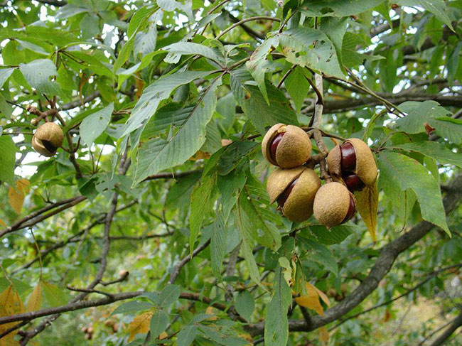 七葉樹(shù)果實(shí)叫什么?七葉樹(shù)果實(shí)有前景嗎? 七葉樹(shù)果實(shí)叫什么?七葉樹(shù)果實(shí)有前景嗎?