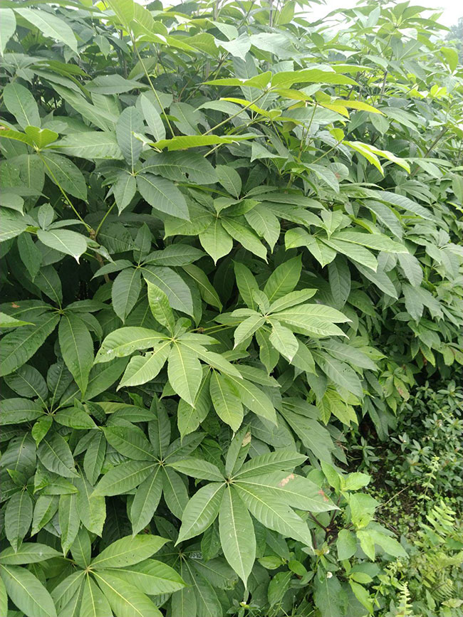 七葉樹(shù)果實(shí)叫什么?七葉樹(shù)果實(shí)有前景嗎? 七葉樹(shù)果實(shí)叫什么?七葉樹(shù)果實(shí)有前景嗎?