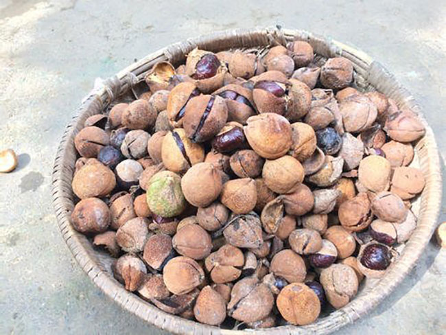 七葉樹(shù)果實(shí)叫什么?七葉樹(shù)果實(shí)有前景嗎? 七葉樹(shù)果實(shí)叫什么?七葉樹(shù)果實(shí)有前景嗎?