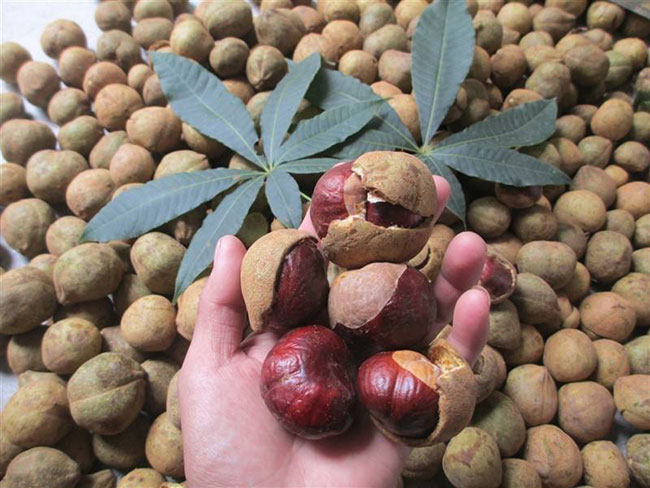 七葉樹(shù)果實(shí)叫什么?七葉樹(shù)果實(shí)有前景嗎? 七葉樹(shù)果實(shí)叫什么?七葉樹(shù)果實(shí)有前景嗎?