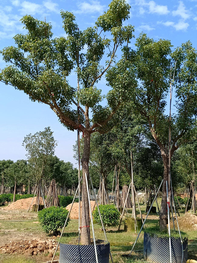 香樟樹的原產地是哪里?中國香樟樹產地分布