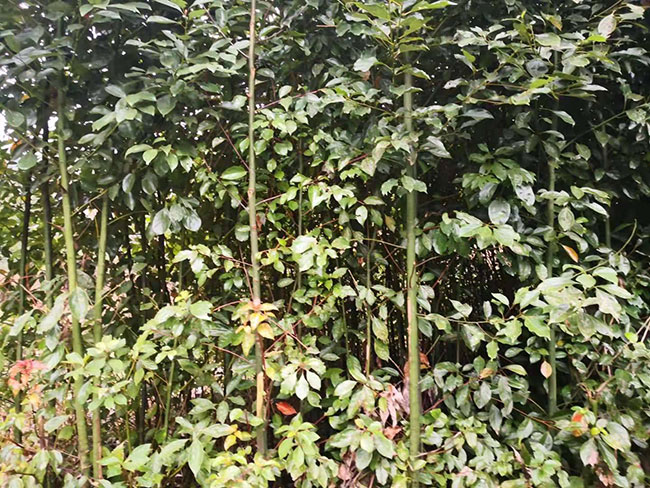 香樟樹的原產地是哪里?中國香樟樹產地分布