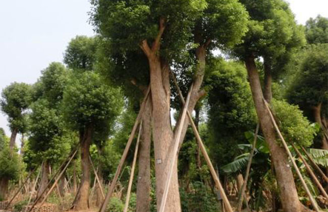 香樟樹的原產地是哪里?中國香樟樹產地分布