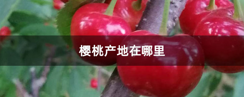櫻桃產(chǎn)地在哪里 櫻桃產(chǎn)地在哪里