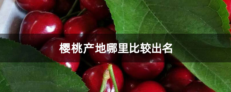櫻桃產地哪里比較出名