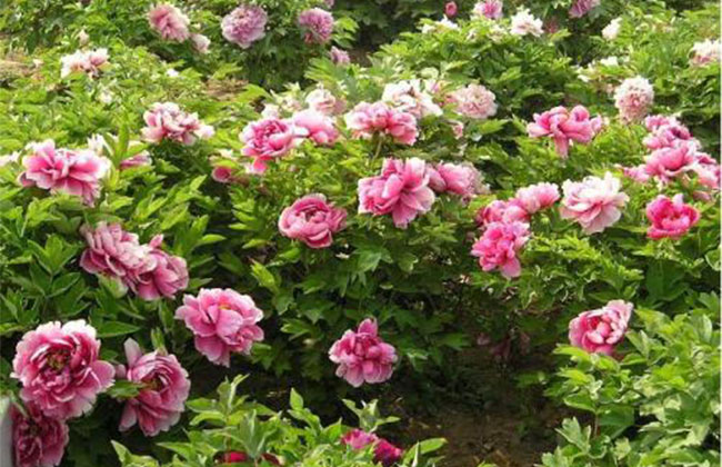 牡丹花的花語是什么?牡丹花的寓意和象征 牡丹花的花語是什么?牡丹花的寓意和象征