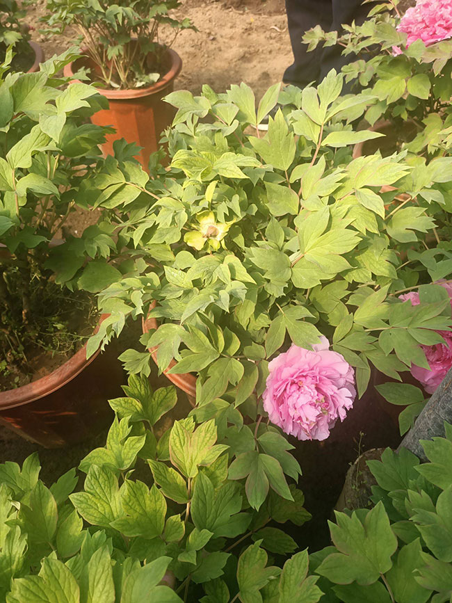 牡丹花的花語是什么?牡丹花的寓意和象征 牡丹花的花語是什么?牡丹花的寓意和象征