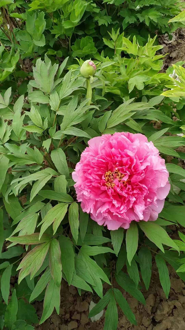 牡丹花的花語是什么?牡丹花的寓意和象征 牡丹花的花語是什么?牡丹花的寓意和象征