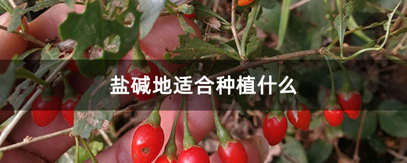 鹽堿地適合種植什么