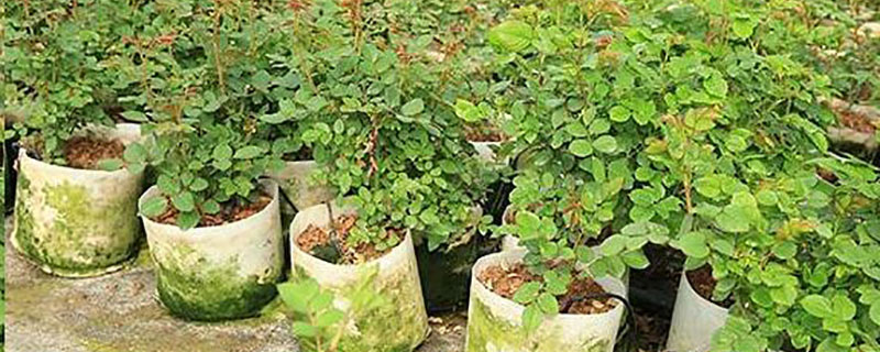 美植袋可以直接種土里嗎