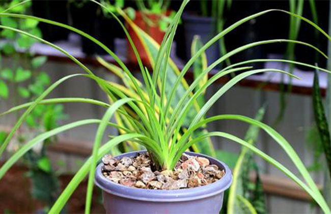 蘭花的花語是什么?蘭花的寓意和象征