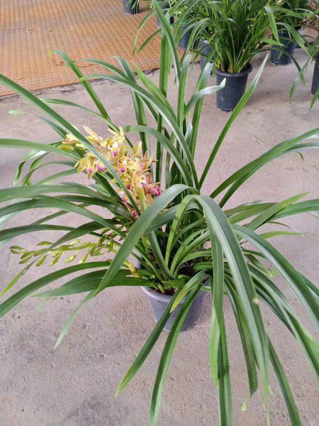 蘭花的花語是什么?蘭花的寓意和象征