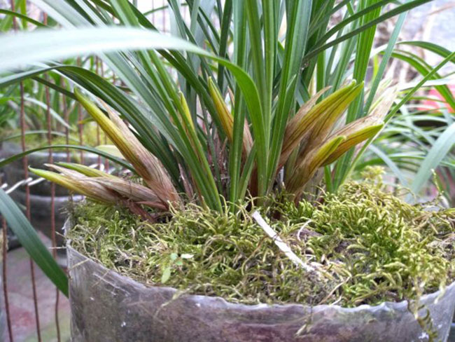 蘭花的花語是什么?蘭花的寓意和象征