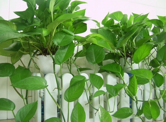 超好養活的綠蘿 超好養活的綠蘿