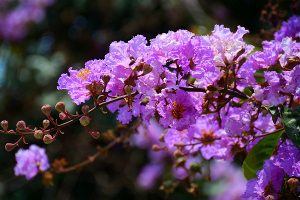 紫薇花