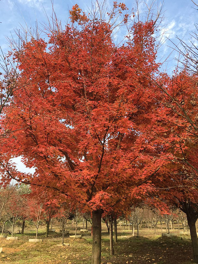 日本紅楓紅舞姬如何種植?日本紅舞姬繁殖方法