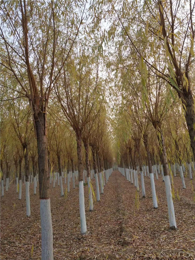 金絲垂柳照片種植基地實拍