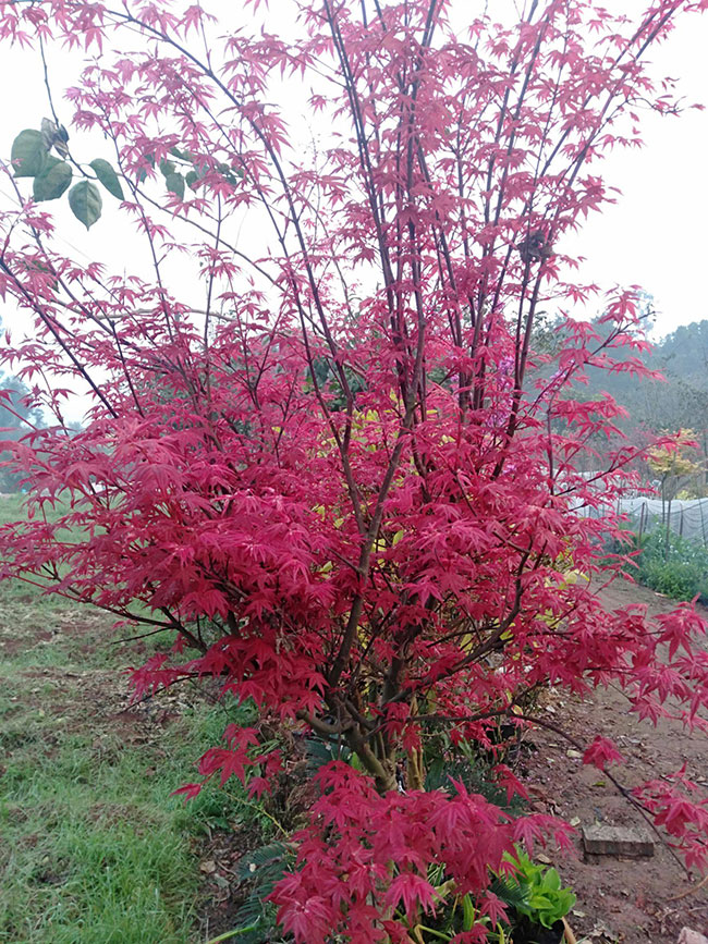 美國紅楓前景怎么樣?2020年種植美國紅楓秋火焰前景如何?