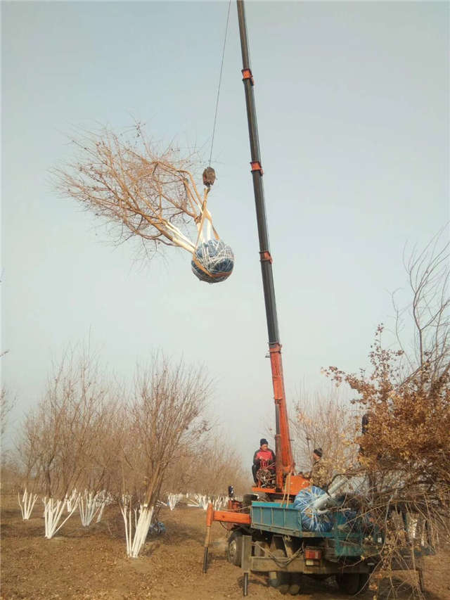 叢生五角楓等待裝車