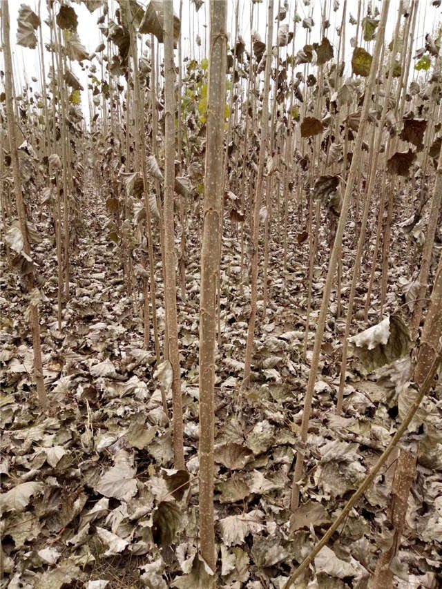速生楊種植基地實拍