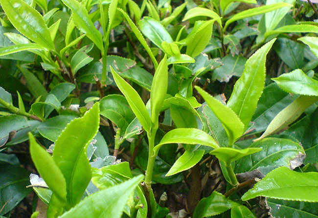 茶葉種植