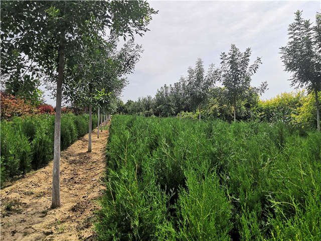 沭陽長景園林側(cè)柏種植基地實(shí)拍圖片