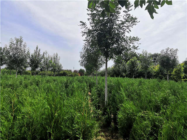 沭陽長景園林側(cè)柏種植基地實(shí)拍圖片