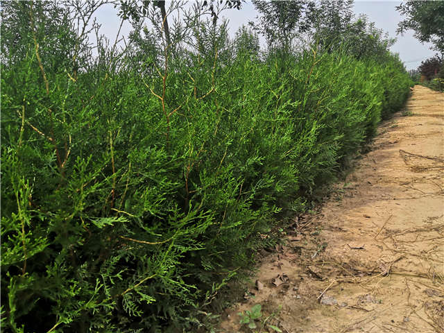 沭陽長景園林側(cè)柏種植基地實(shí)拍圖片